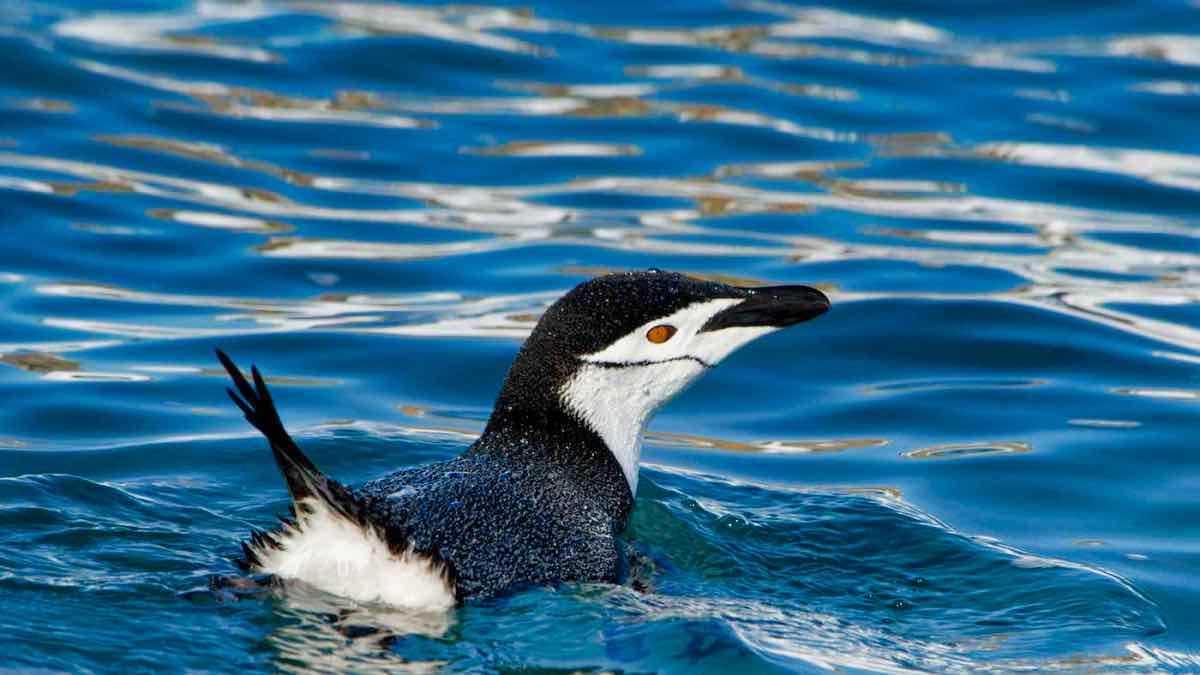 PenguinWorld
