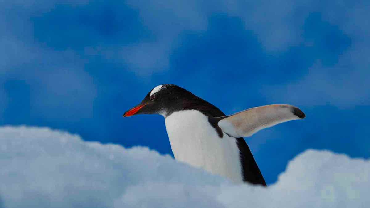 PenguinWorld
