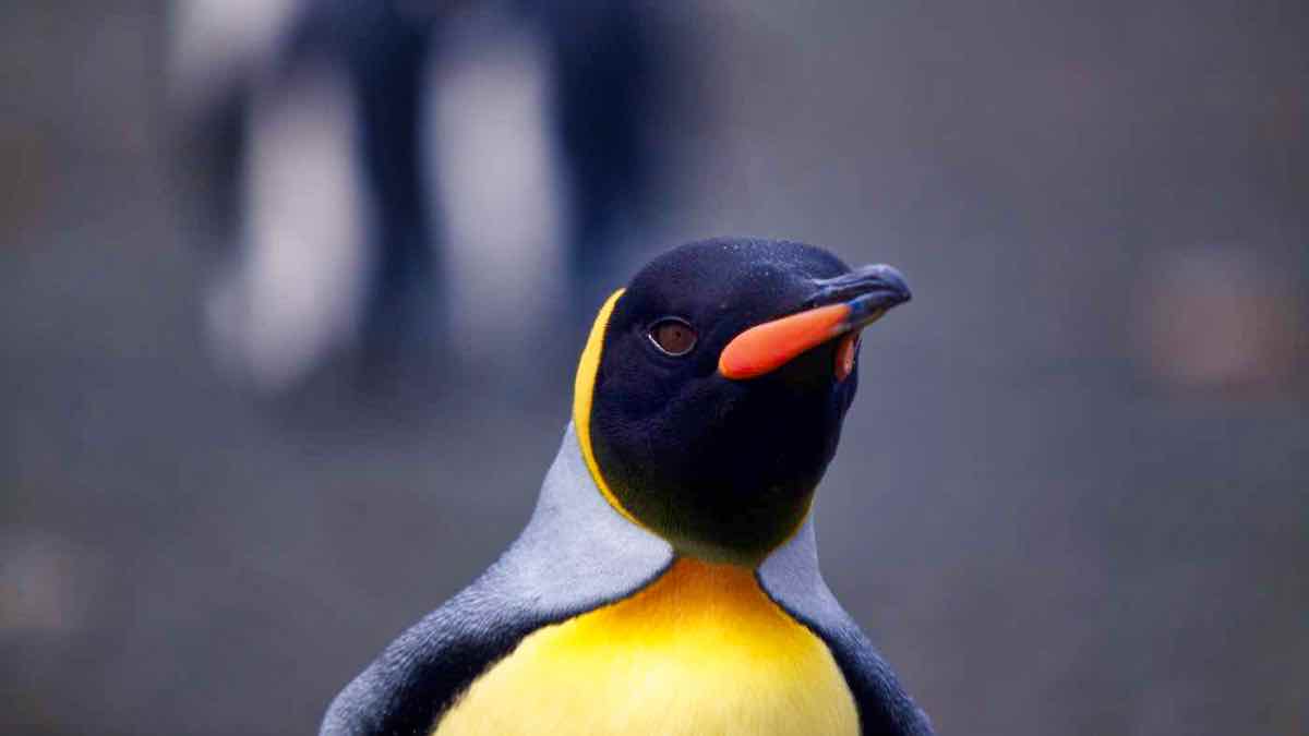 PenguinWorld