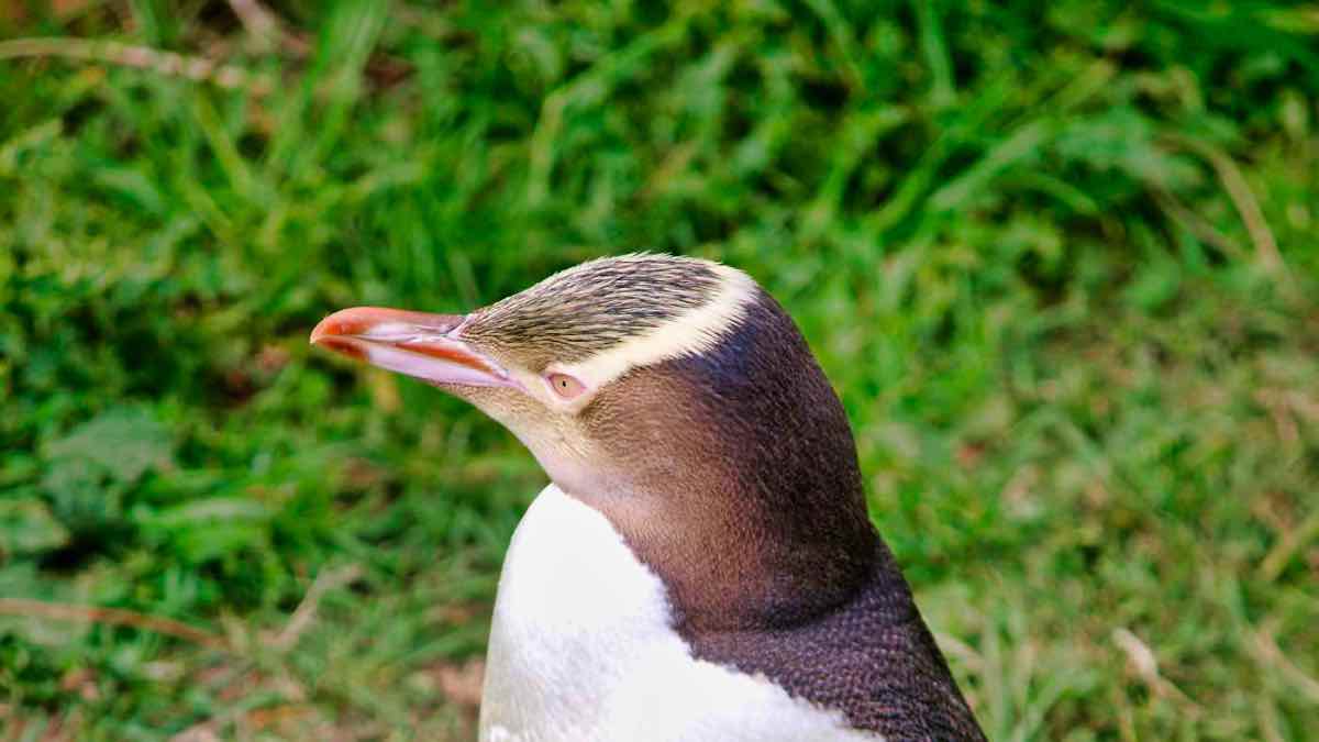 PenguinWorld